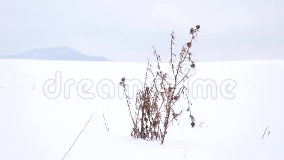 干燥的蓟丛在温和的寒风中摇动冻刺在雪域冬天干草粘在雪上森林鸡视频的预览图