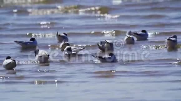 一群黑头鸥鸟正在浅水中休息鸟睡觉清理羽毛嬉戏一点小波浪视频的预览图