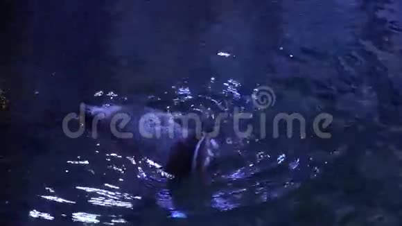 企鹅抓着他的肚子水族馆里的企鹅视频的预览图