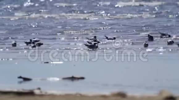 一群黑头鸥鸟正在浅水中休息鸟睡觉清理羽毛嬉戏一点小波浪视频的预览图