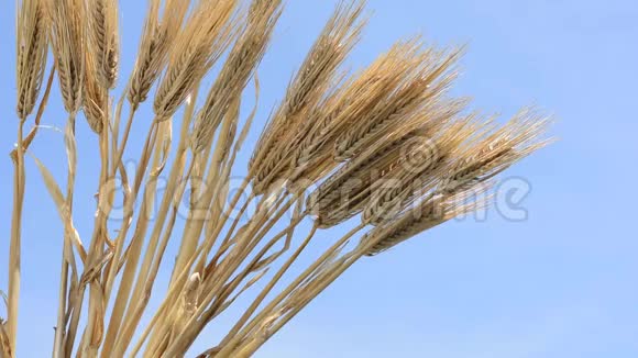 大麦就像半扇视频的预览图