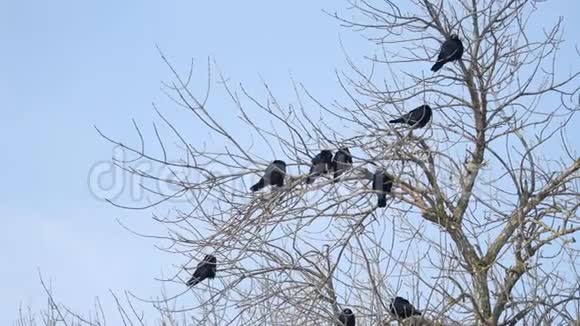 鸟黑乌鸦在一棵老树的树枝上白色户外背景剪影视频的预览图