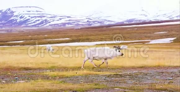 在斯瓦尔巴的北极景观中行走的驯鹿视频的预览图