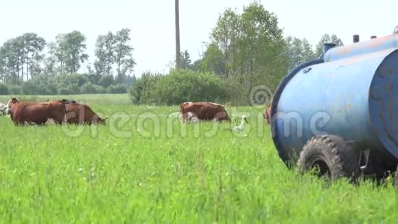 草地牧场饲喂的一组牲畜奶牛水库4K视频的预览图