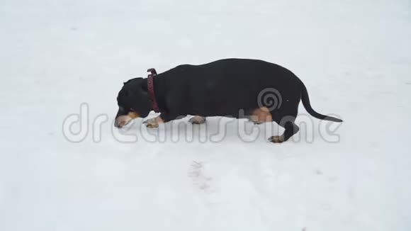 在雪地上行走的达克斯猎犬视频的预览图