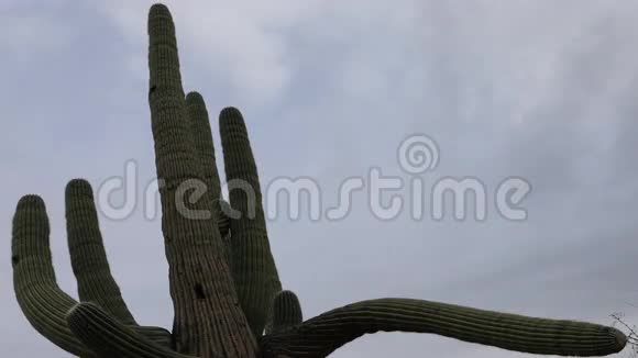 4K超高清时间推移大型Saguaro仙人掌视频的预览图