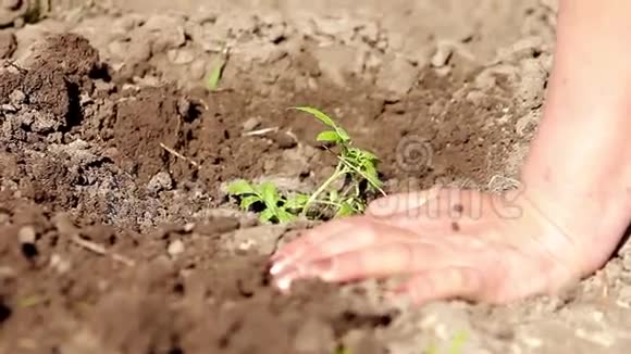 女人在她的花园里亲手种植番茄苗孩子帮忙浇水视频的预览图