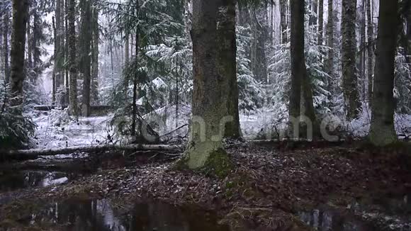 雪和树一起落在森林里强烈的雪立刻覆盖了森林和树枝的表面视频的预览图