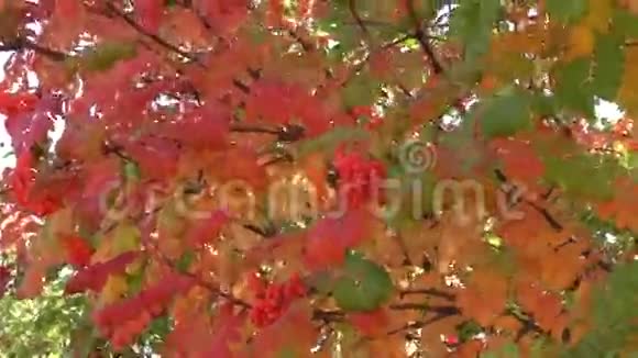 秋天的果实视频的预览图