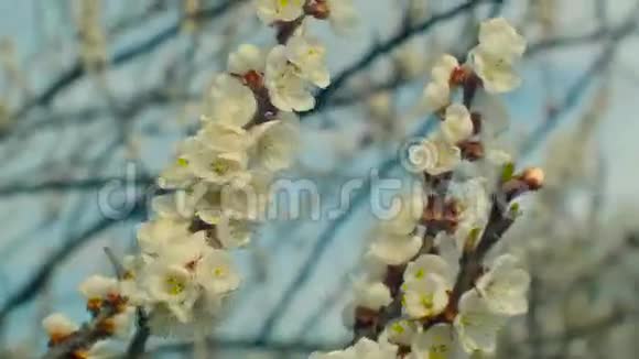 开花的杏枝视频的预览图