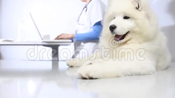 兽医诊所的兽医检查犬使用电脑视频的预览图