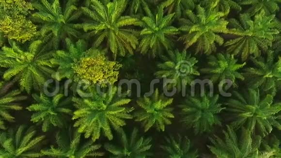 从上面可以看到棕榈油种植的空中景观高清泰国克拉比视频的预览图