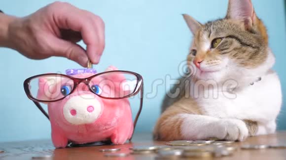 猪银行和猫团队合作搞笑视频钱概念金融业务会计财猫会计金融家视频的预览图