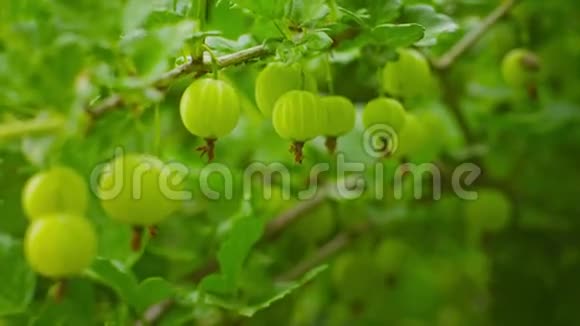 绿鹅莓在灌木丛中成熟视频的预览图