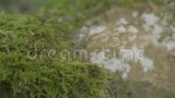 青苔中红林蚁森林中的蚂蚁和绿苔视频的预览图