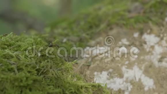 青苔中红林蚁森林中的蚂蚁和绿苔视频的预览图