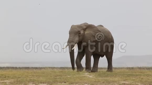 大象在安博塞利国家公园穿过尘土飞扬的平原视频的预览图
