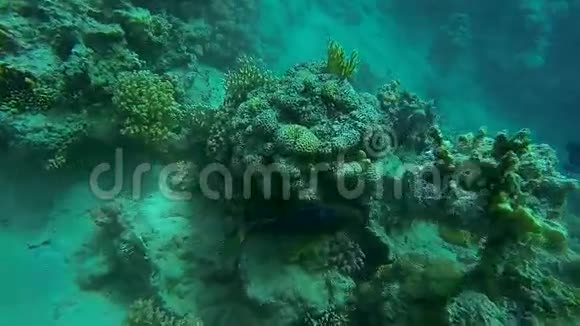 海中的孔雀石斑鱼视频的预览图