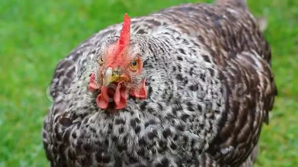 斑点母鸡的肖像视频的预览图