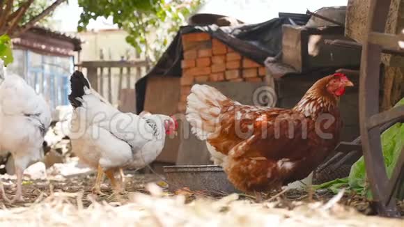 院子里的家鸡慢动作视频的预览图