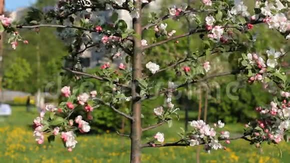 春天阳光充足的公园里盛开的小树春天的心情视频的预览图