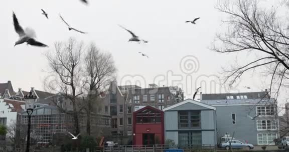 在城市公园里展开漂亮翅膀的白色海鸥飞翔的特写镜头4K视频视频的预览图