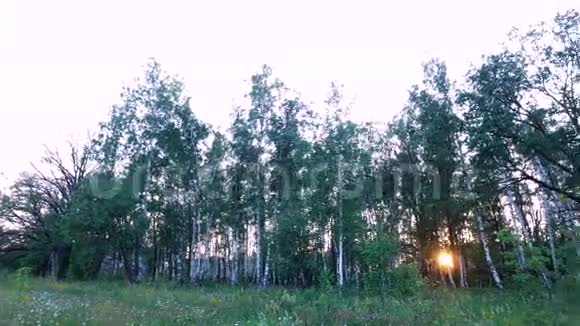 在森林里日落森林草坪上长满了野花和草太阳的光线穿过桦树视频的预览图