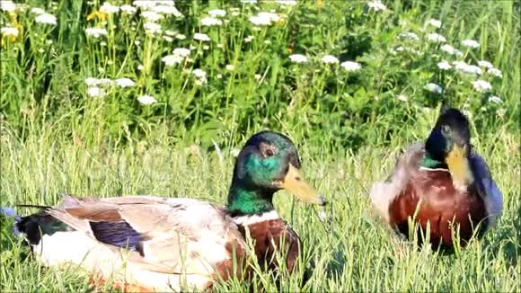 两只野鸭在大自然中视频的预览图