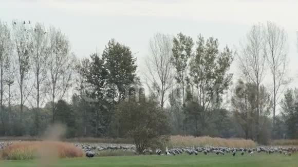德国勃兰登堡莱茵卢赫地区的一片草地上一群鹤鸟在觅食秋鸟迁徙视频的预览图