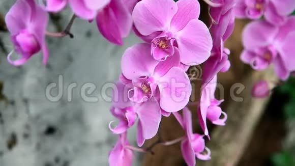 粉红紫色兰花视频的预览图