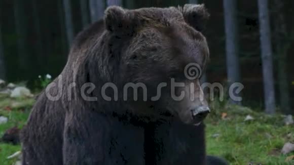 棕色的大熊坐着朝不同的方向看视频的预览图