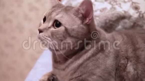 女人爱抚躺在床上的苏格兰猫视频的预览图