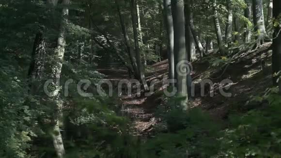 平静的秋林溪视频的预览图