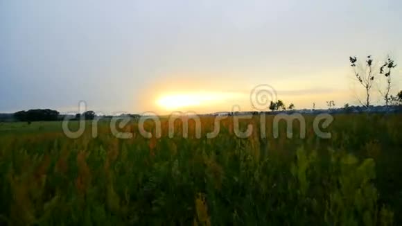 日落时穿过高高的草地视频的预览图