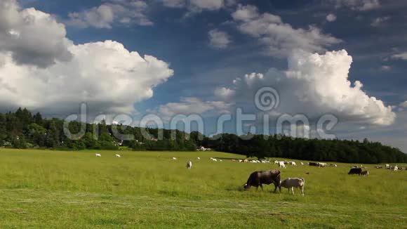在夏天的牧场上牧牛视频的预览图
