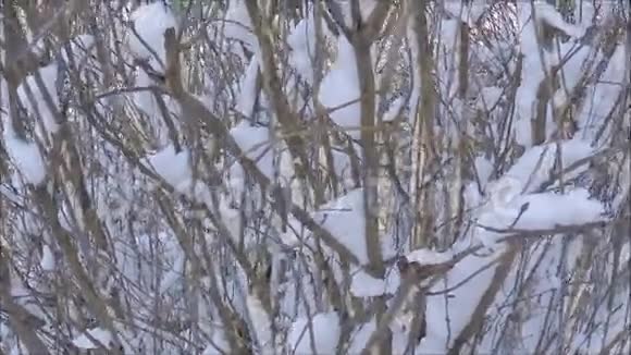雪下的灌木丛视频的预览图