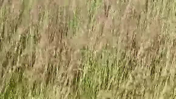 芦苇Calamagrostisepigejos在风中移动视频的预览图