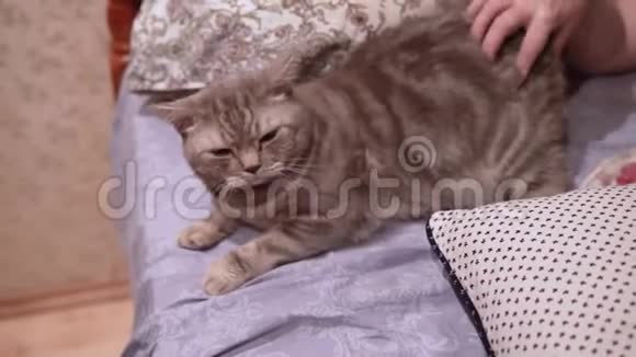 女人爱抚躺在床上的苏格兰猫视频的预览图
