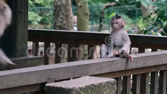 巴厘岛有成年动物的猿猴宝宝视频的预览图