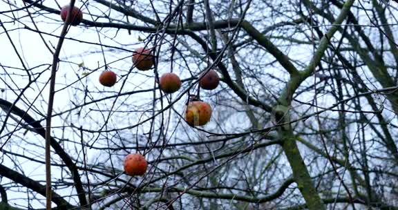 一棵苹果树在一个多雨的秋天视频的预览图