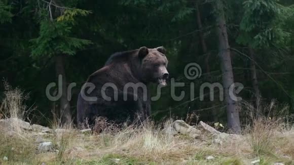 棕色的大熊坐着朝不同的方向看视频的预览图