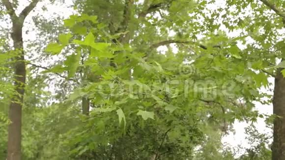 公园里的大枫树绿色的大枫树枫叶在风中摇曳视频的预览图