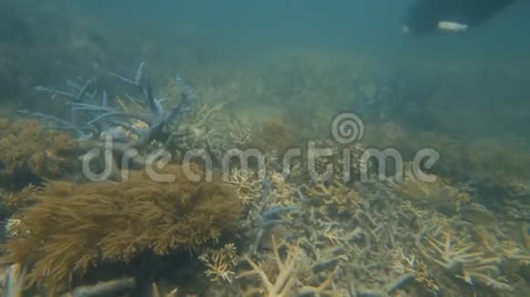一名潜水员游过珊瑚礁视频的预览图
