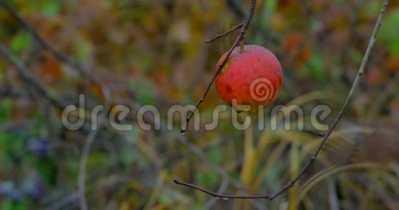 一棵苹果树在一个多雨的秋天视频的预览图