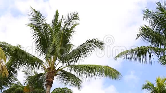 蓝天白云的棕榈树视频的预览图