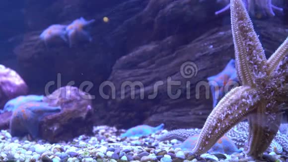 美丽的海星动作海洋馆里的海星背景4K海洋生物视频的预览图