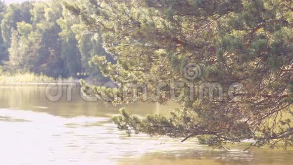 树靠近湖岸视频的预览图