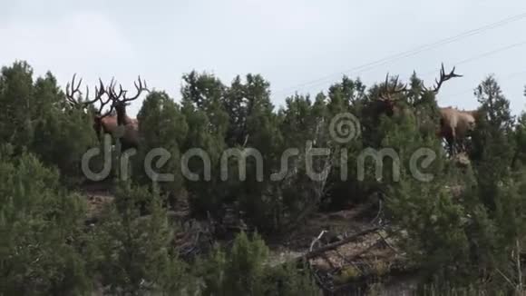 大量的麋鹿躲在雪松树上视频的预览图