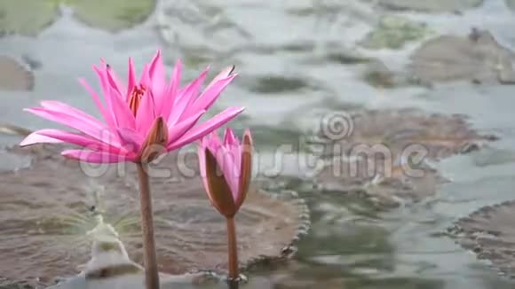 绽放的粉色睡莲视频的预览图