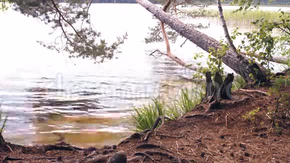 树靠近湖岸视频的预览图